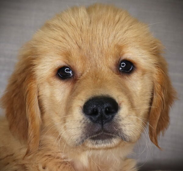 [#269-04]  - F Golden Retriever Puppies For Sale