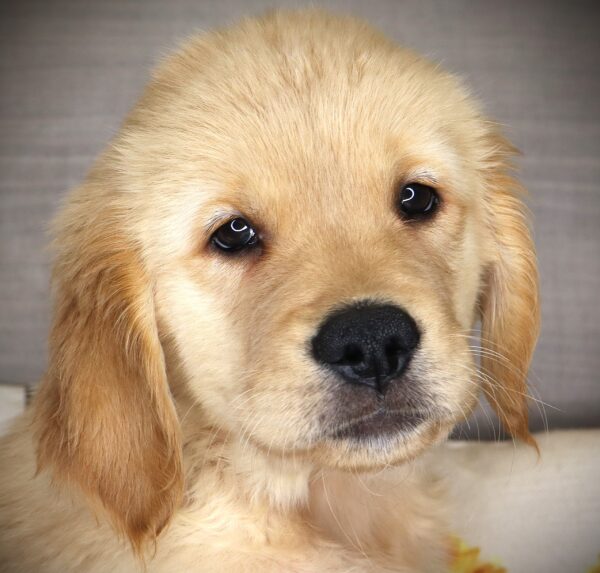 [#269-03]  - M Golden Retriever Puppies For Sale