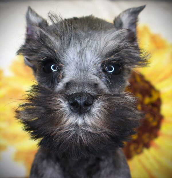 [#262018-07]  - Salt / Pepper F Miniature Schnauzer Puppies For Sale