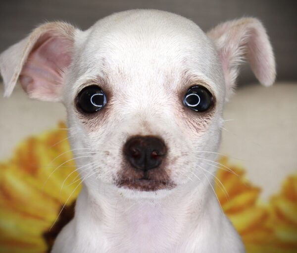 [#262021-03]  - White F Chihuahua Puppies For Sale