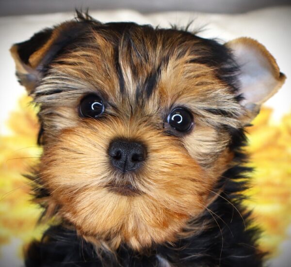 [#261936-04]  - Black / Tan F Yorkshire Terrier Puppies For Sale