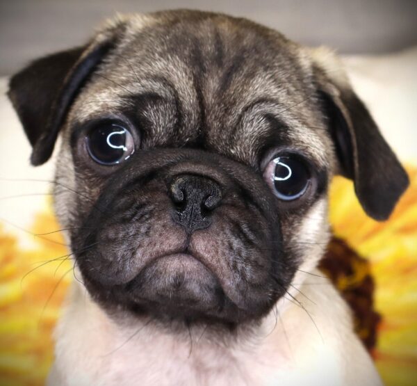 [#261954-01]  - Fawn M Pug Puppies For Sale