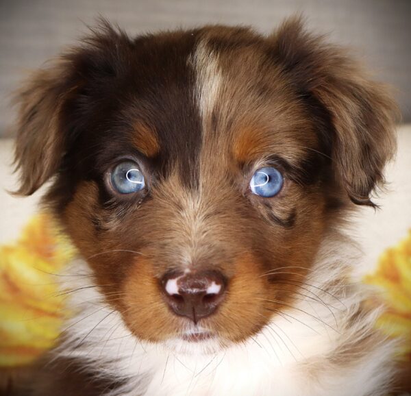 [#262575-09] Gabby - Red Merle F Australian Shepherd Puppies For Sale