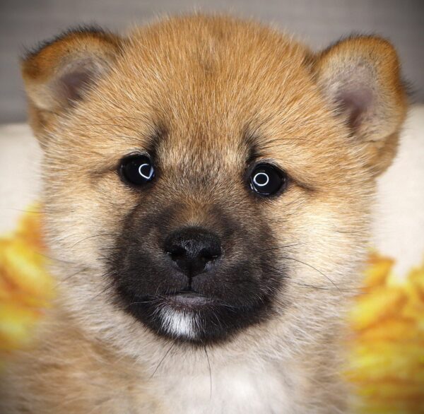 [#262577-04] Jessie - Red F Shiba Inu Puppies For Sale