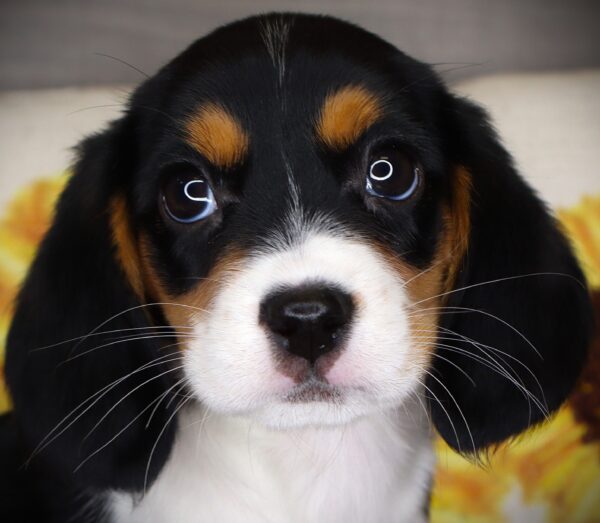 [#262606-06] Riley - Tricolor F Beaglier Puppies For Sale