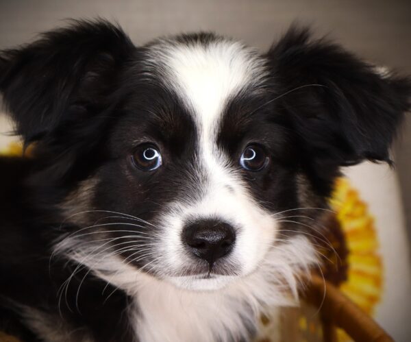 [#262457-04] Sammie - Black Tricolor F Mini Australian Shepherd Puppies For Sale