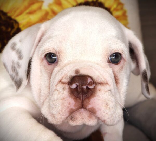 [#L007003-04] Maximus - White & Chocolate M Bullmatian 2nd Gen Puppies For Sale