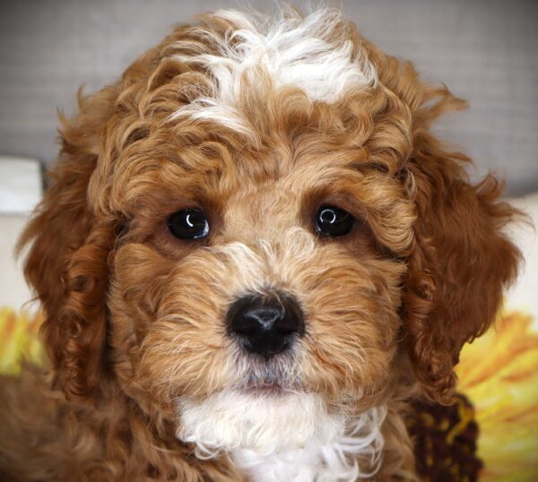 [#262465-02] Woody - Dark Red M Mini Goldendoodle 2nd Gen Puppies For Sale