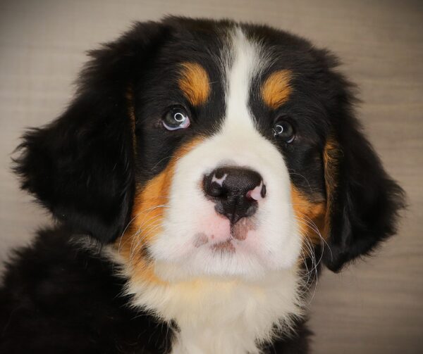 [#262461-03] Cain - Black Rust & White M Bernese Mountain Dog Puppies For Sale
