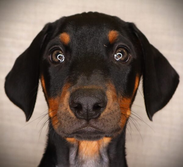 [#262498-10] Faith - Black F Doberman Pinscher Puppies For Sale