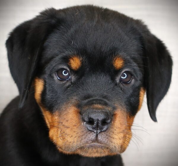 [#262574-06] Gabby - Black & Tan F Rottweiler Puppies For Sale