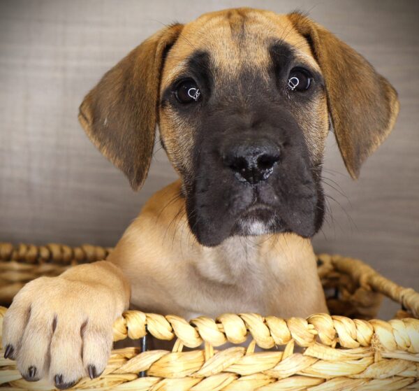 [#262751-02] Oakley - Fawn M Great Dane Puppies For Sale