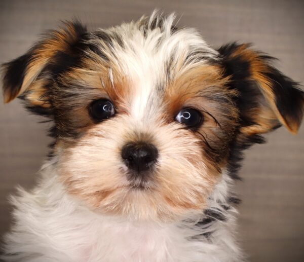 [#262589-05] Cooper - White M Morkie Puppies For Sale