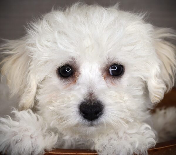 [#262519-03] Sarge - White M Bichon Frise Puppies For Sale