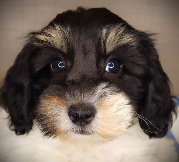 [#262544-05] Hazel - White & Black F Mini Schnoodle Puppies For Sale