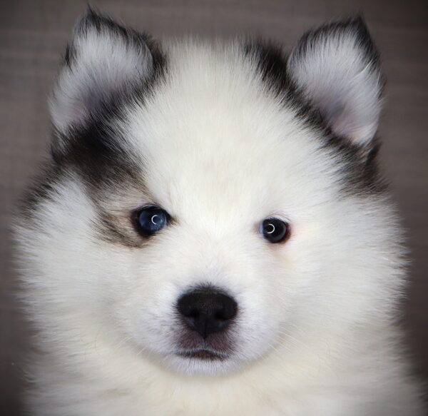 [#262752-01] Angus - Black M Pomsky Puppies For Sale