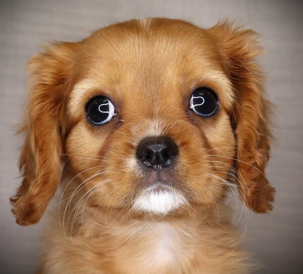 [#262607-03] Lucky - Ruby F Cavalier King Charles Puppies For Sale