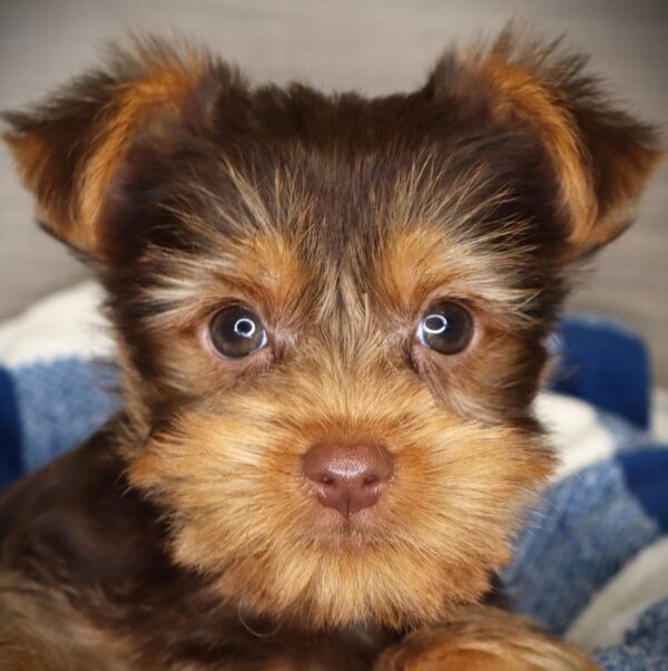 [#262065-02]  - Chocolate M Yorkshire Terrier Puppies For Sale