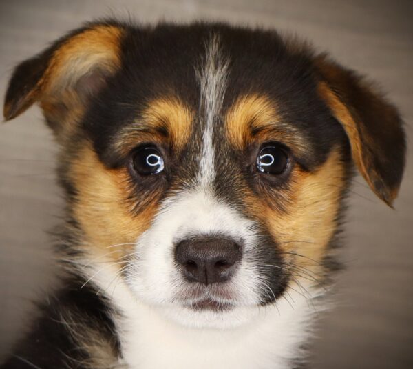 [#261983-04]  - Tri-Colored F Pembroke Welsh Corgi Puppies For Sale