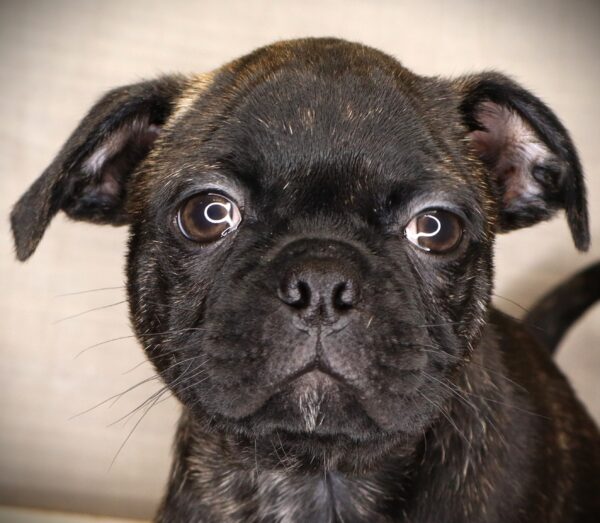 [#261958-01]  - Brindle M Bugg Puppies For Sale