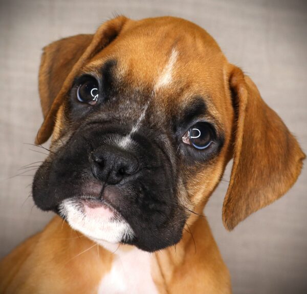 [#262655-05] Harley - Fawn & White M Boxer Puppies For Sale