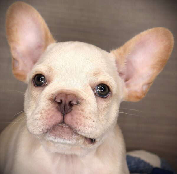 [#262616-01] Bandit - Cream M French Bulldog Puppies For Sale