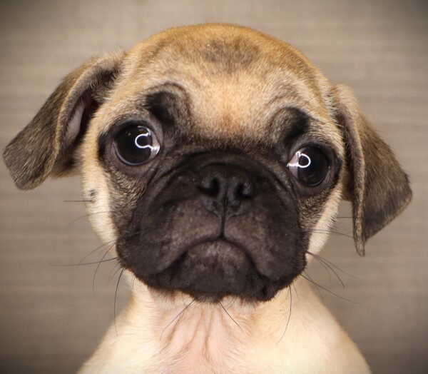[#261956-03]  - Fawn M Pug Puppies For Sale
