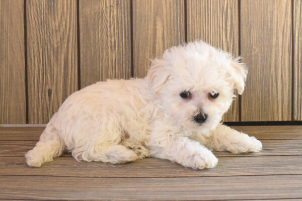 [#262519-03] Sarge - White M Bichon Frise Puppies For Sale