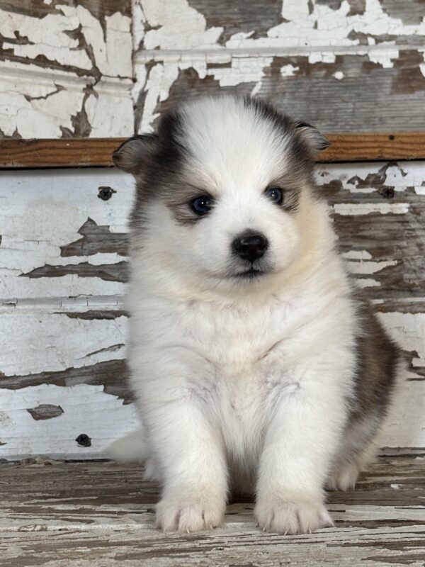 [#262752-01] Angus - Black M Pomsky Puppies For Sale