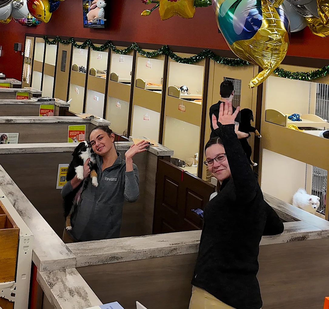 Petland Iowa City team members caring for puppies in the store