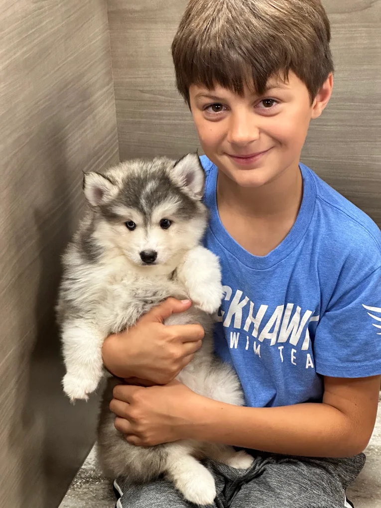 A young visitor holding a puppy at Petland Iowa City